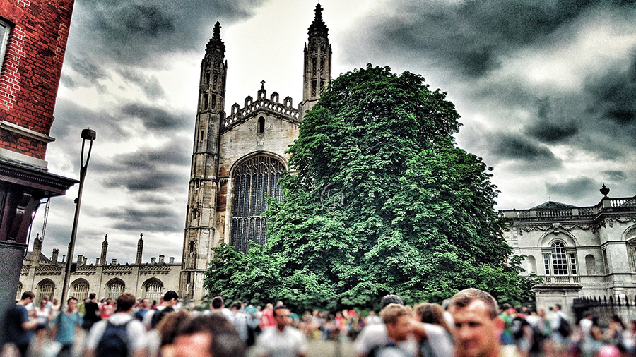 Kings college chestnut tree