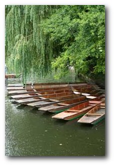 Trinity college punts moored under a tree