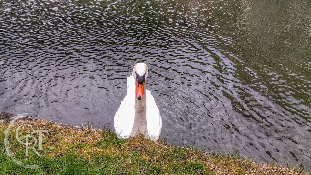 A Cambridge swan